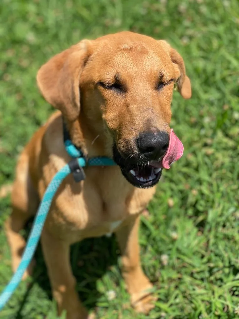 A baby large-sized male Mixed Breed dog named Brownie for adoption in Chickamauga , GA