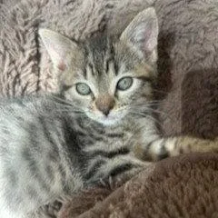A baby small-sized female Brown / Chocolate Domestic Short Hair cat named Meadow for adoption in Oakland, CA