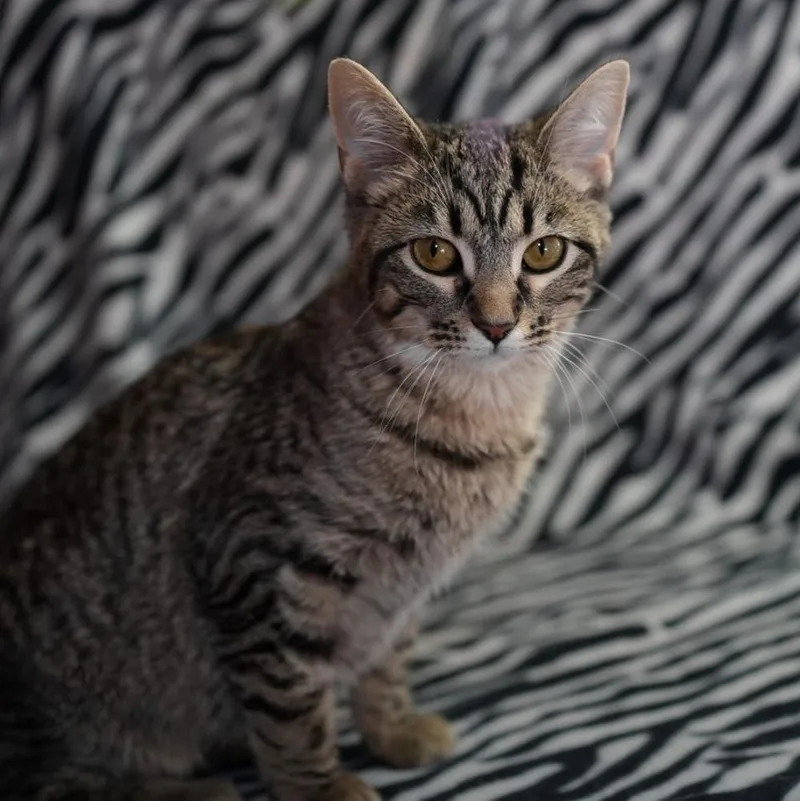 A young small-sized female Domestic Short Hair cat named Rosita for adoption in Wheaton, IL