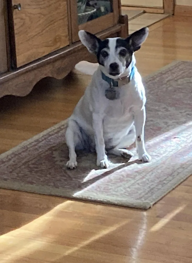 A senior small-sized male Rat Terrier dog named Sebastian for adoption in Whitewater, WI