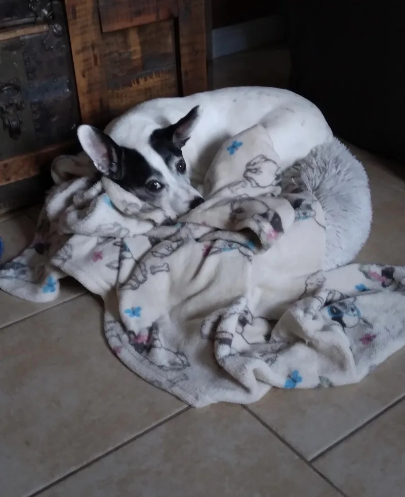 Sebastian thumbnail 6