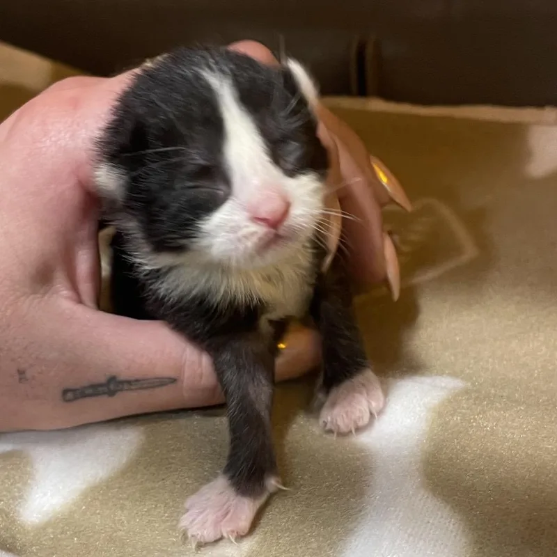 A baby small-sized male Black Domestic Short Hair cat named Otter for adoption in Tampa, FL