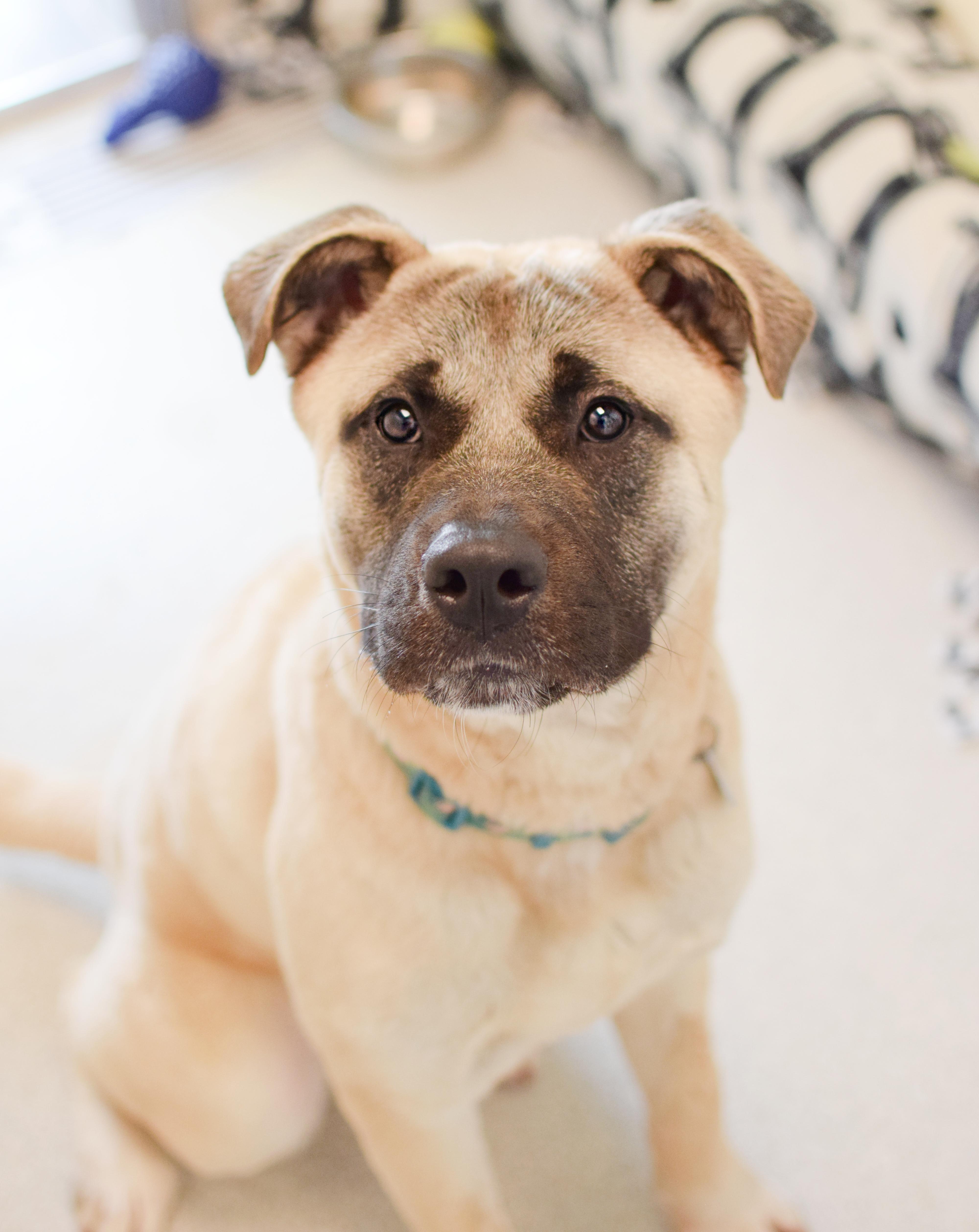 A young large-sized male Apricot / Beige Anatolian Shepherd dog named Dale for adoption in Pontiac, MI