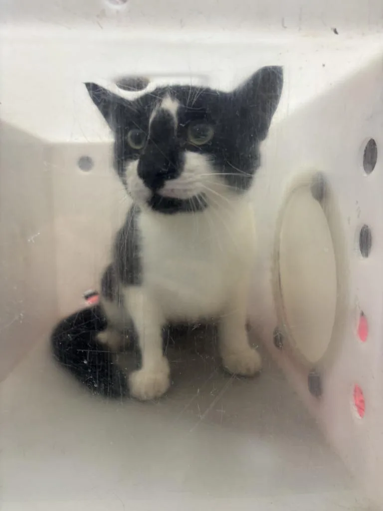 A young medium-sized male Domestic Short Hair cat named Cash for adoption in Warrenton, NC