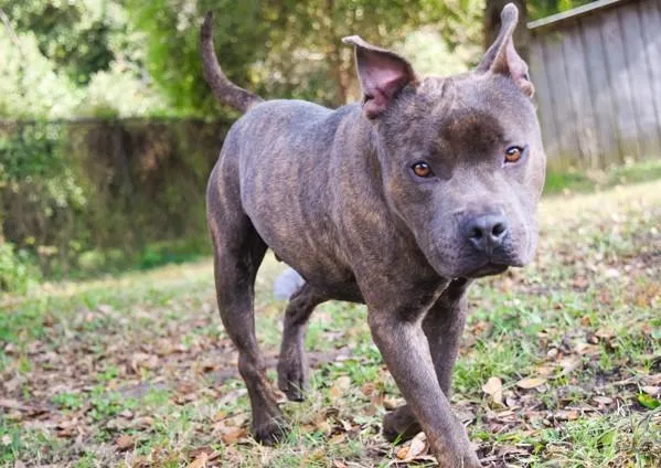 Jefferson thumbnail 2