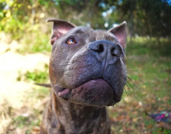 Jefferson thumbnail 3