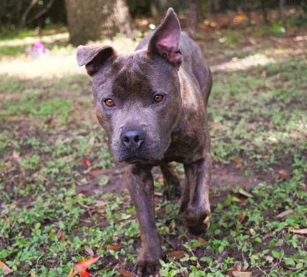 Jefferson thumbnail 4