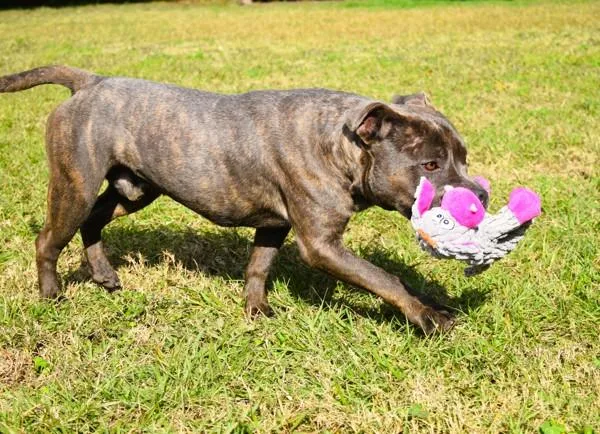 Jefferson thumbnail 5