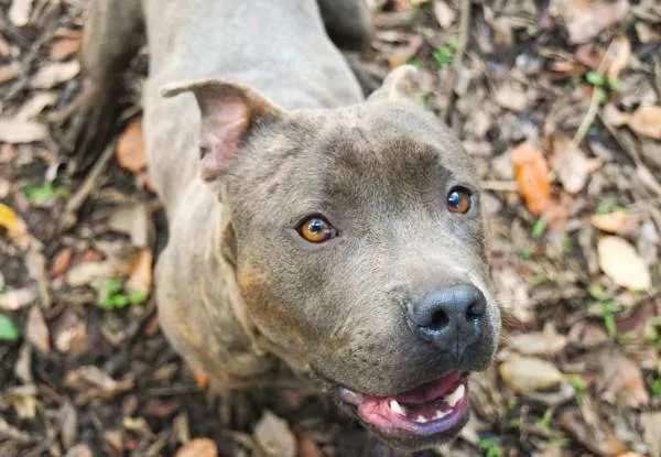 Jefferson thumbnail 6