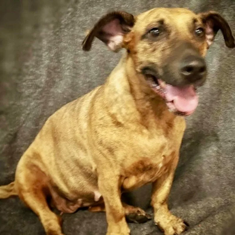 An adult medium-sized female Brindle Mixed Breed dog named Bindi for adoption in Brewton, AL