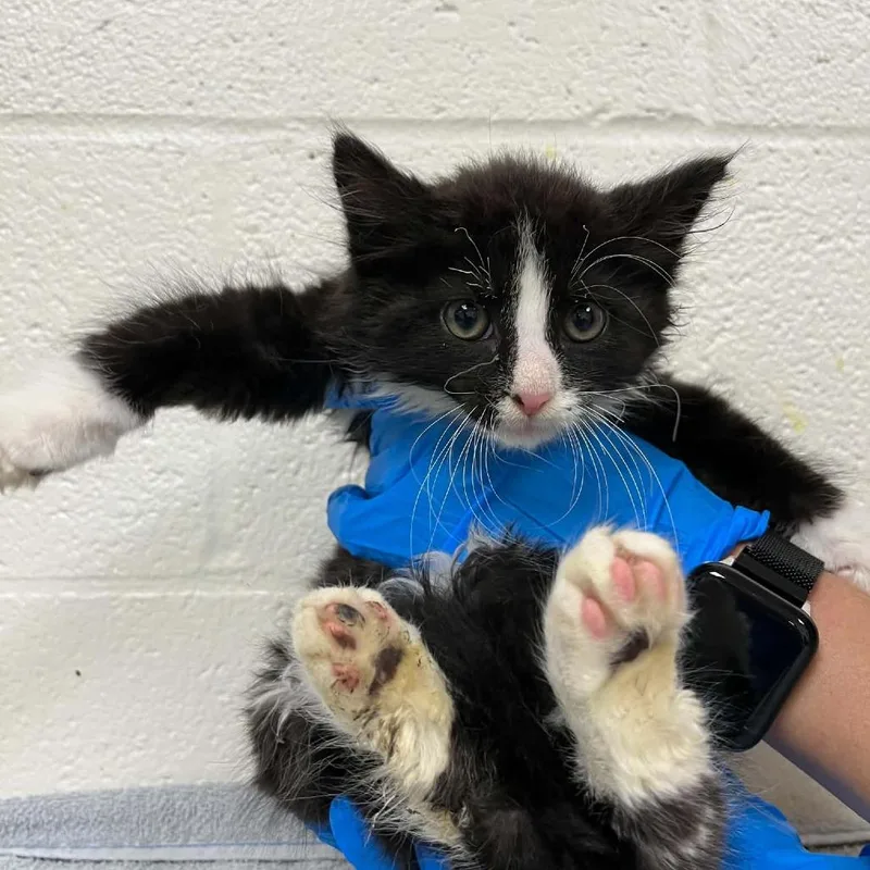 A baby small-sized male Black Domestic Medium Hair cat named Svasstray for adoption in Lyndhurst, VA