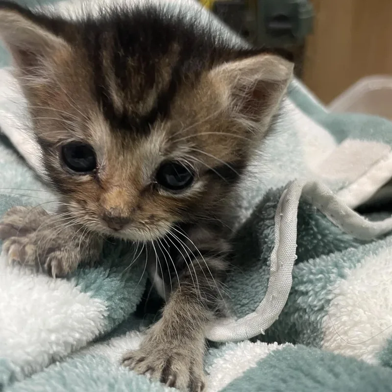 A baby small-sized female Black Domestic Short Hair cat named Runt for adoption in Cedaredge, CO