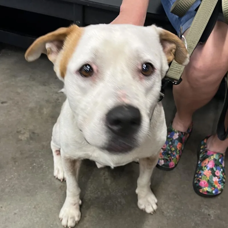 A senior large-sized male Yellow / Tan / Blond / Fawn Terrier dog named Beckham for adoption in Tampa, FL