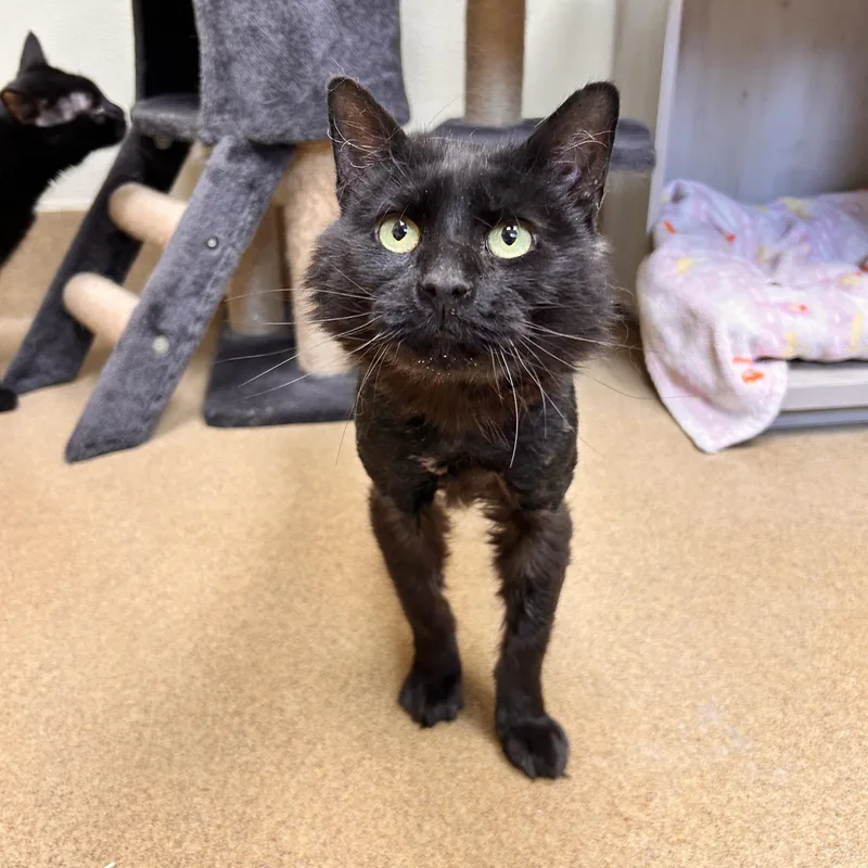 An adult medium-sized male Black Domestic Medium Hair cat named Bonez for adoption in Myerstown, PA