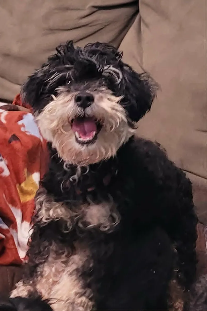 An adult small-sized female Black Poodle (Toy) dog named Angel  Playful Little for adoption in Meriden, CT