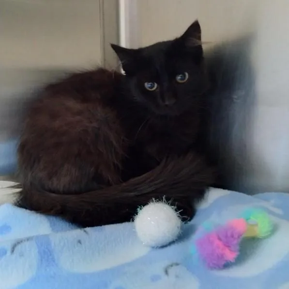 A baby small-sized female Domestic Short Hair cat named Mystery for adoption in Alameda, CA