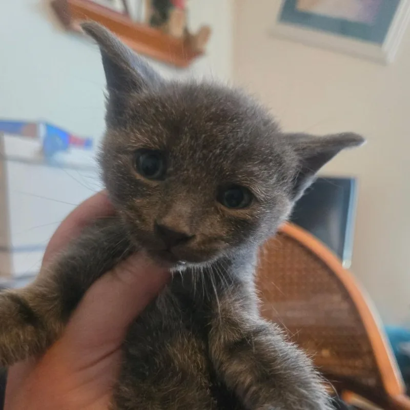 A baby small-sized male Gray / Blue / Silver American Shorthair cat named Rain for adoption in Calimesa, CA
