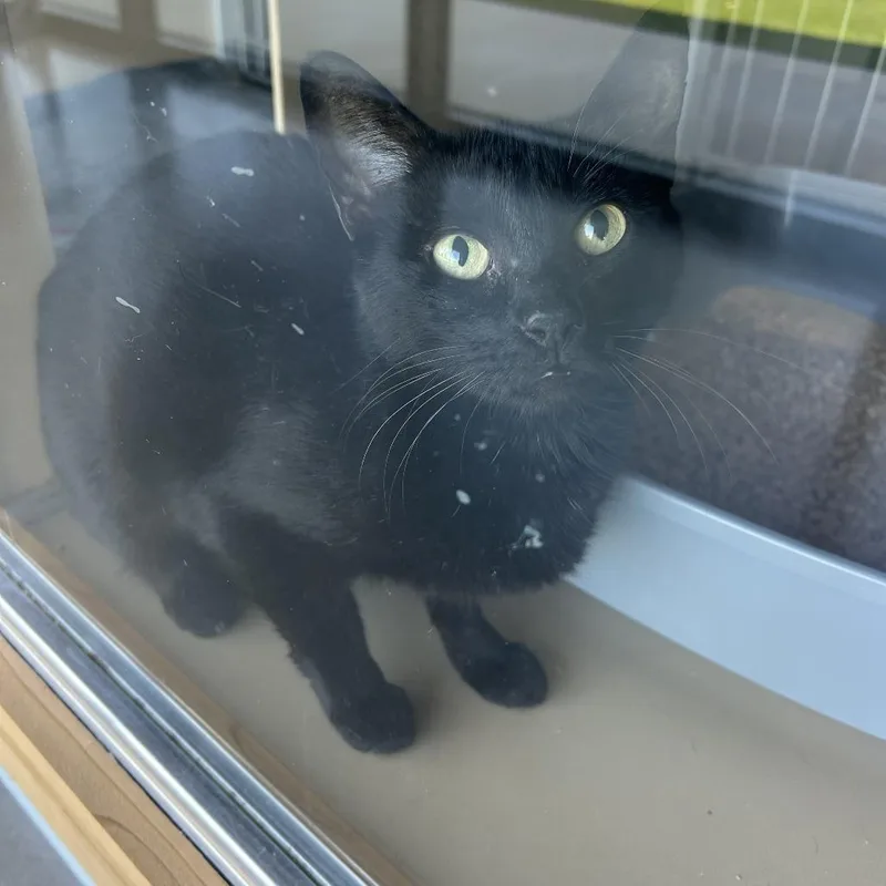 An adult medium-sized female Black Domestic Short Hair cat named Peggy for adoption in Leander, TX
