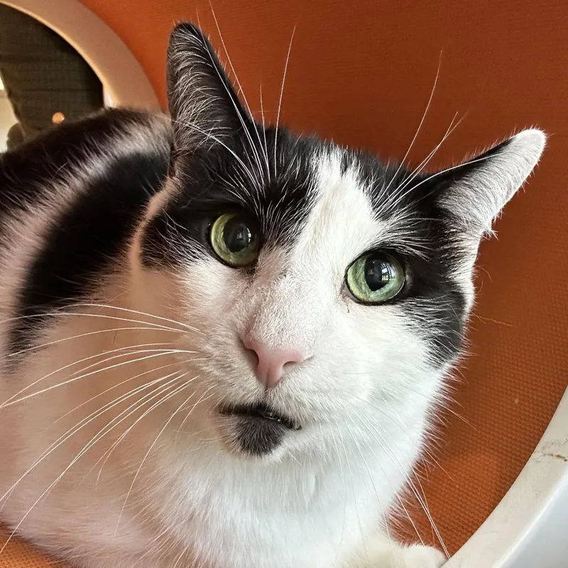 A senior large-sized male Black Domestic Short Hair cat named Angus for adoption in Washington Township, OH