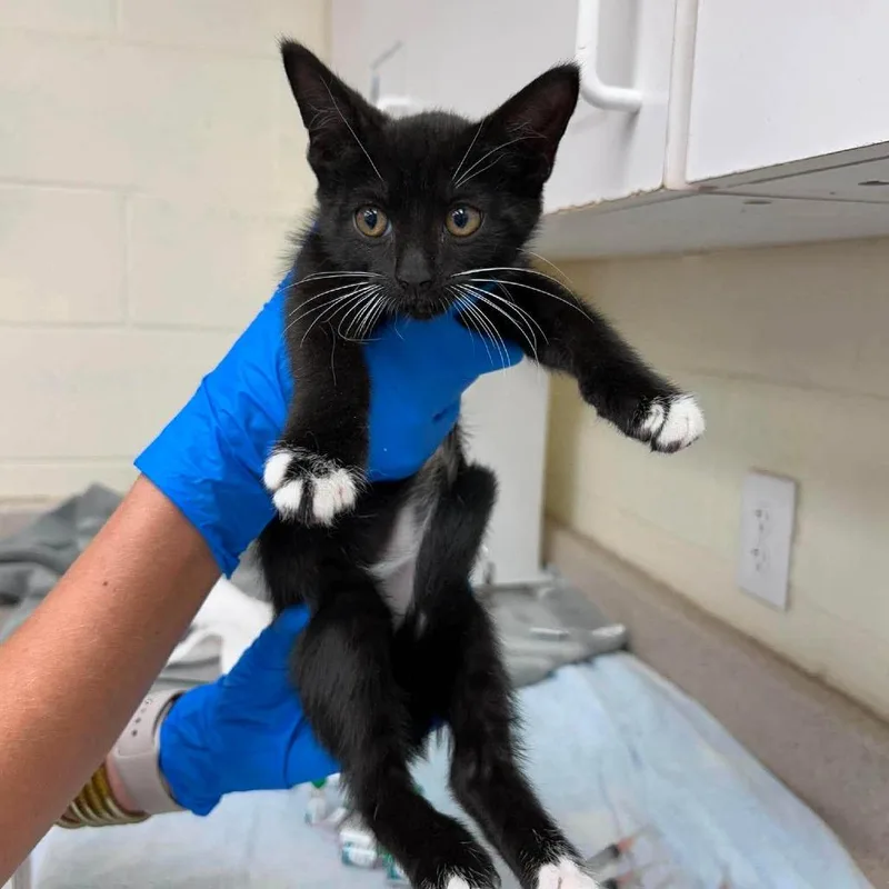 A baby small-sized female Black Domestic Short Hair cat named Catarina for adoption in Bastrop, TX