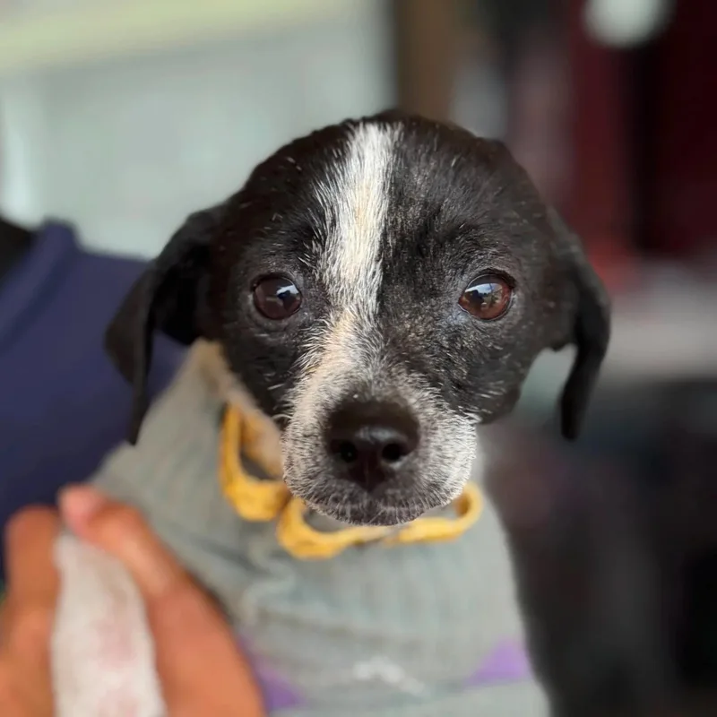 A baby small-sized male Chihuahua dog named Wilber for adoption in San Francisco, CA