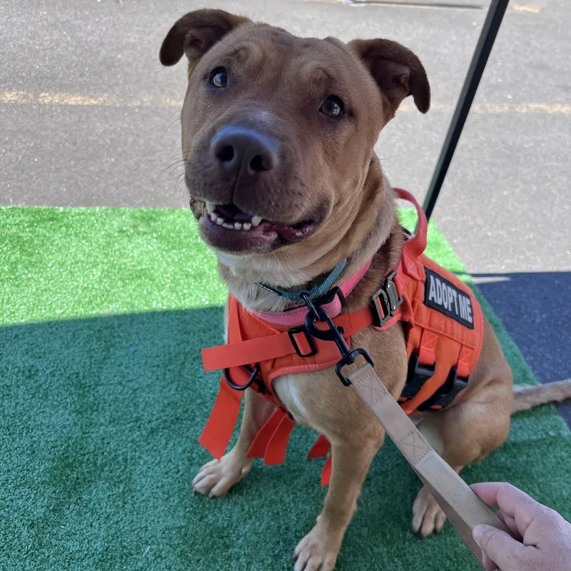 An adult medium-sized female Red / Chestnut / Orange Black Mouth Cur dog named Sasha for adoption in Lacey, WA