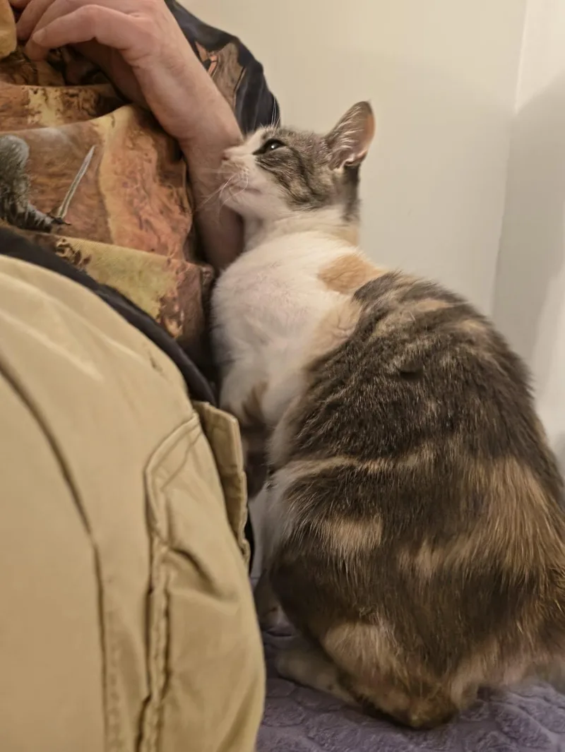 An adult medium-sized female Dilute Calico cat named Sky for adoption in Delmar, NY