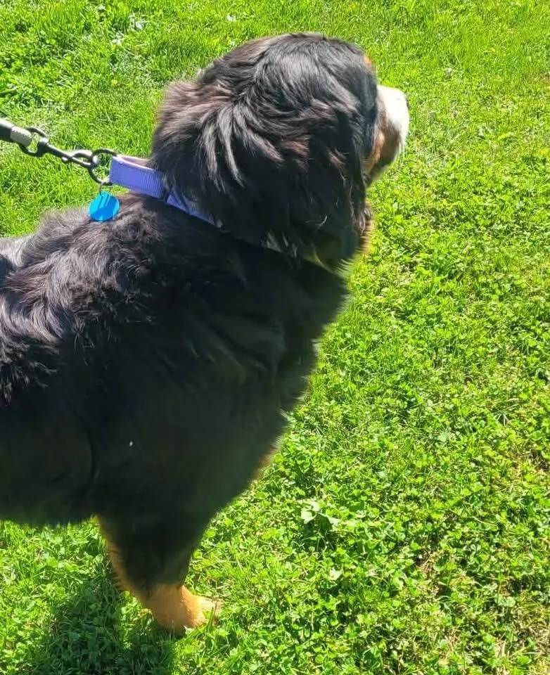 A young large-sized female Tricolor (Brown, Black, & White) Bernese Mountain Dog dog named Laney for adoption in St. Clairsville, OH