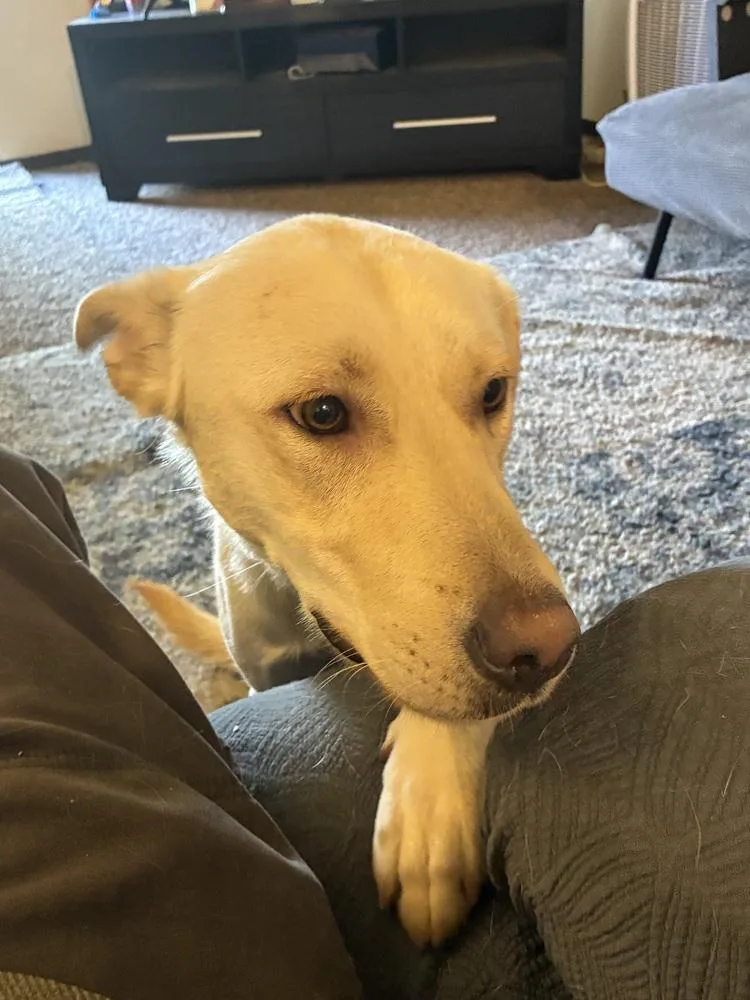 An adult large-sized male Labrador Retriever dog named Kingston for adoption in Colorado Springs, CO