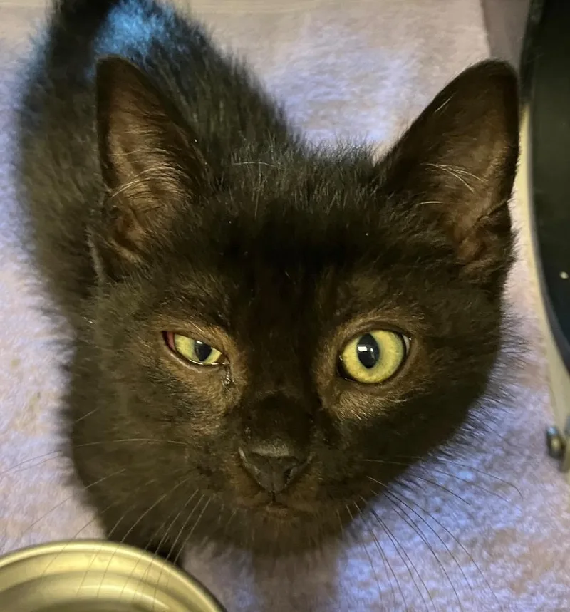 A baby medium-sized male Domestic Short Hair cat named Glitter for adoption in Christiansburg, VA