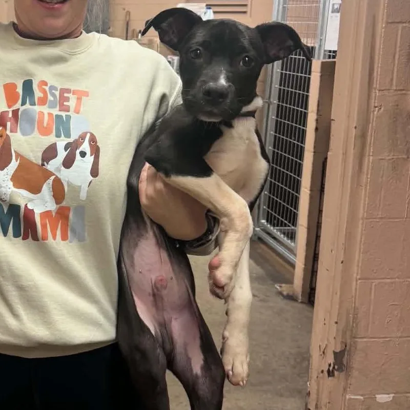 A young small-sized male Black Mixed Breed dog named Flannel for adoption in Edwardsville, IL