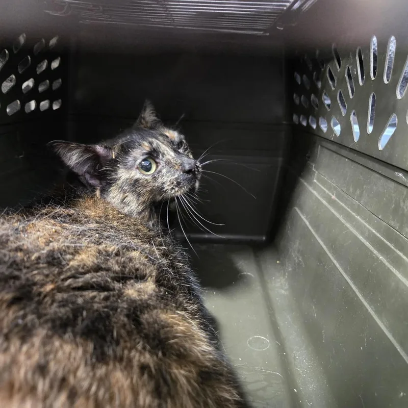 A baby small-sized female Black Domestic Short Hair cat named Ellie Career Cat for adoption in Newark, NJ