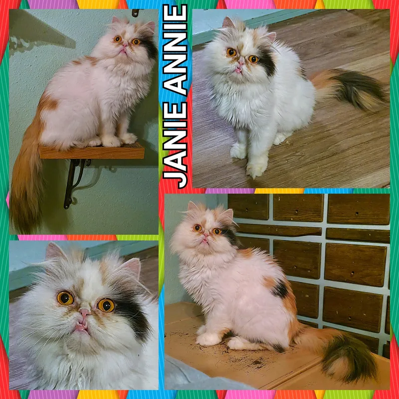A young medium-sized female Calico Persian cat named Janie Annie for adoption in Converse, TX