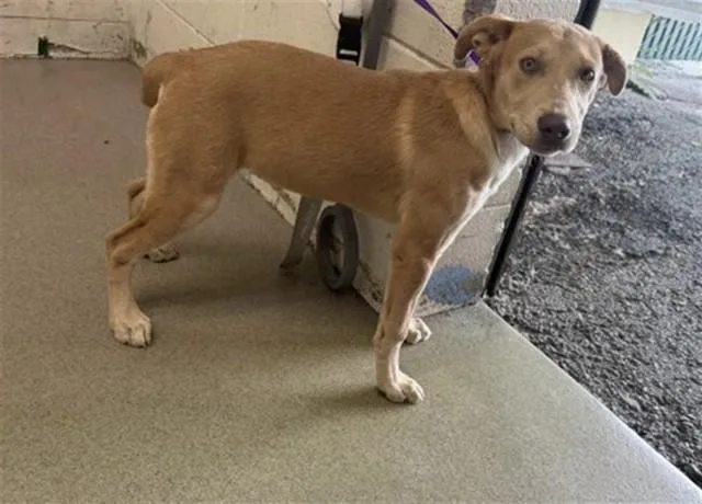 A young small-sized female Pit Bull Terrier dog named Honey for adoption in San Bernardino, CA