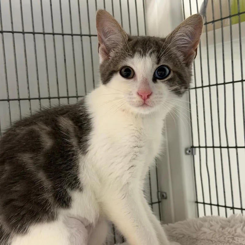 A baby small-sized female Gray / Blue / Silver Domestic Short Hair cat named Bambi for adoption in Hampton Bays, NY