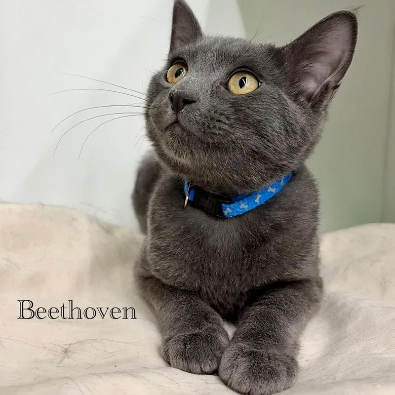 Beethoven thumbnail 2