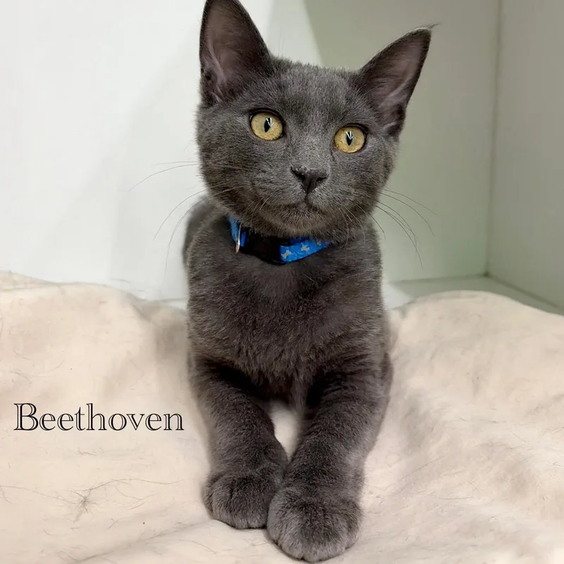 Beethoven thumbnail 3