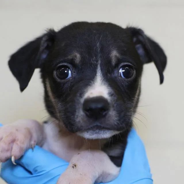 A baby small-sized male American Staffordshire Terrier dog named France for adoption in San Antonio, TX