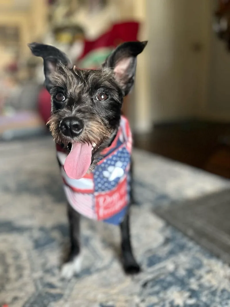 An adult small-sized male Black Schnauzer dog named Prince for adoption in Port Lavaca, TX