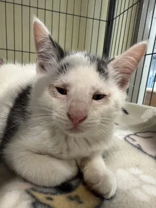 An adult small-sized male Domestic Short Hair cat named Lettuce for adoption in St. Anne, IL