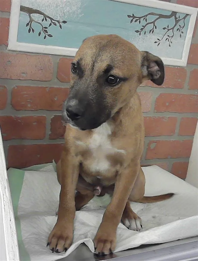 A baby small-sized male Staffordshire Bull Terrier dog named Shelldon for adoption in Houston, TX