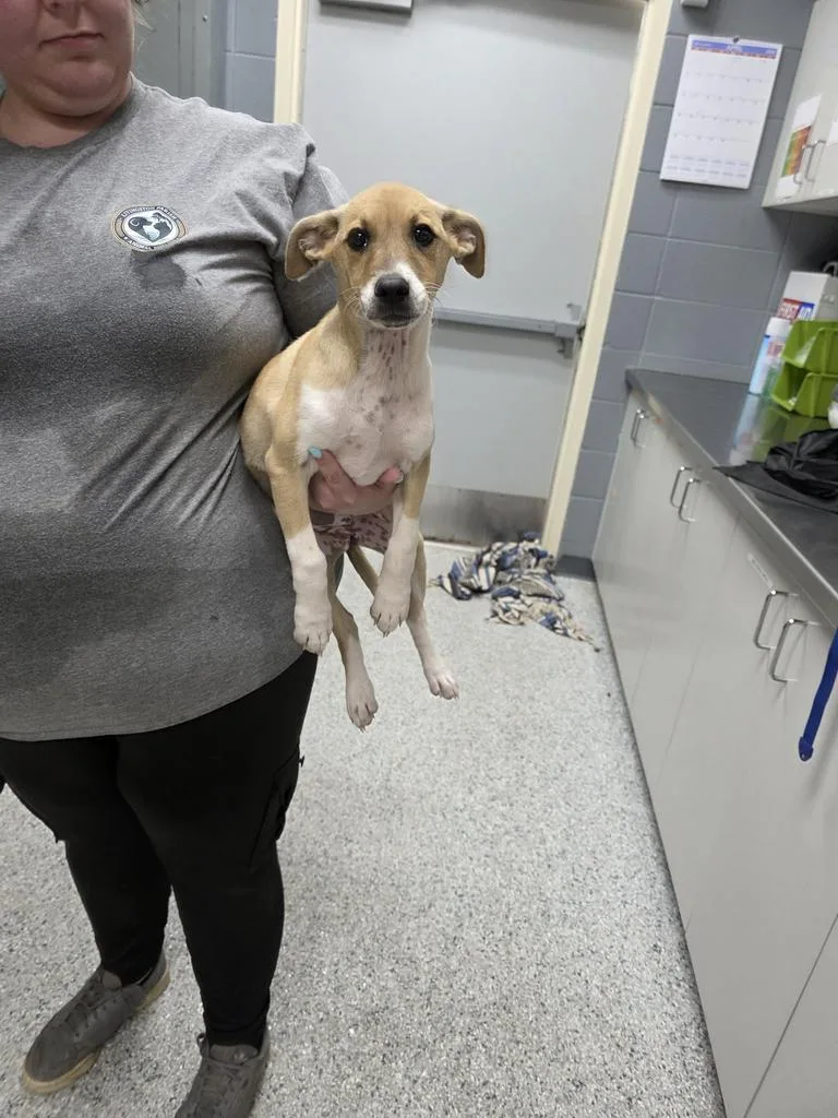 A baby small-sized female Terrier dog named Pheobe for adoption in Livingston, LA