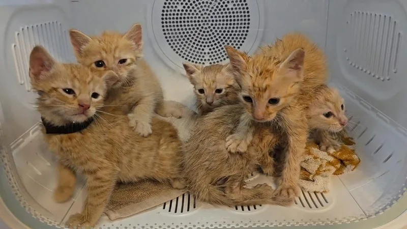 A baby small-sized male Tabby (Orange / Red) Domestic Short Hair cat named Goldfish for adoption in Pacifica, CA
