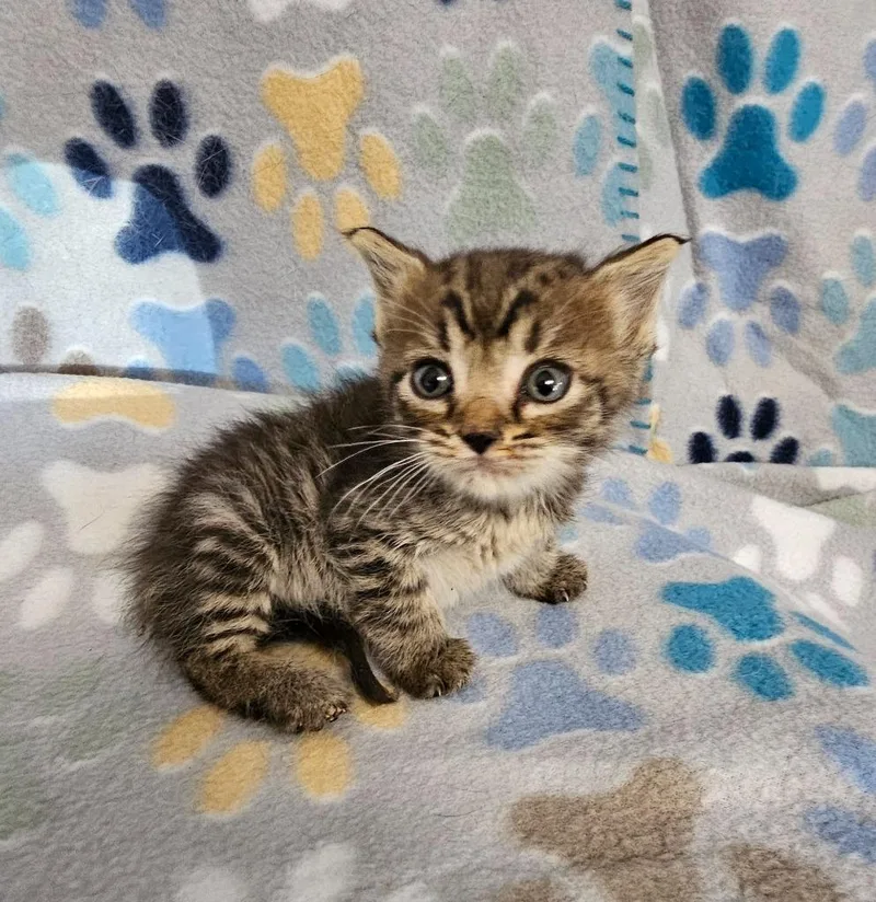 A baby small-sized female Domestic Short Hair cat named Mary for adoption in Wabash, IN