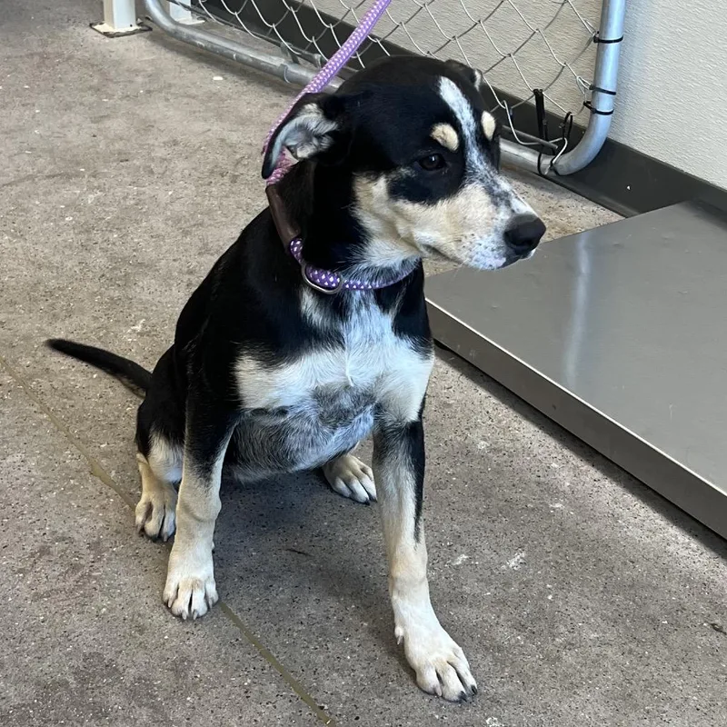 A young medium-sized female Black Mixed Breed dog named 112225 for adoption in Las Cruces, NM