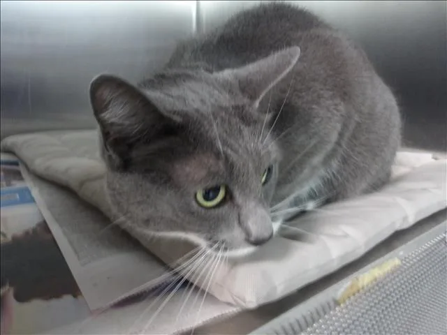 An adult large-sized female Domestic Short Hair cat named Amira for adoption in Los Angeles, CA