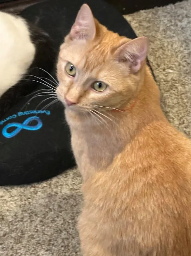 A baby medium-sized female Orange / Red Domestic Short Hair cat named Campbell for adoption in Kalamazoo, MI