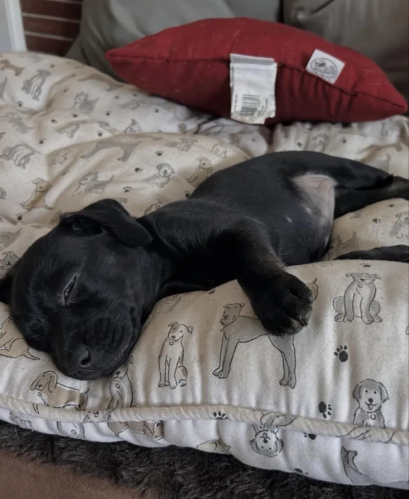 A baby medium-sized female Siberian Husky dog named Midna for adoption in Pasadena, CA