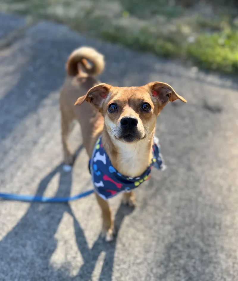 An adult small-sized male Yellow / Tan / Blond / Fawn Chiweenie dog named Georgie for adoption in lynnwood , WA