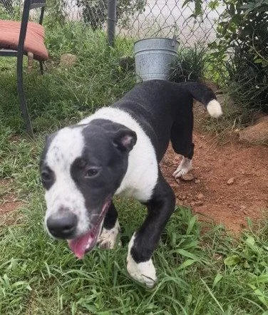 A young medium-sized male Pit Bull Terrier dog named Gelato for adoption in Carrollton, GA